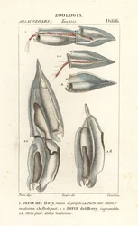 Sifonofori, Diphyes dispar, Diphyes boryi, Difie del Bory