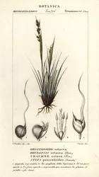 Erba lancia, Piptochaetium panicoides