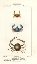Specie di granchio