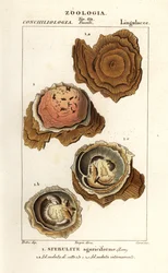 Sferuliti agariciformi