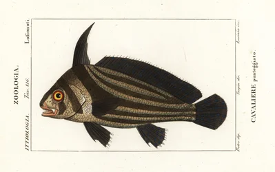 Pesce tamburo maculato, Equetus punctatus, Cavaliere punteggiato