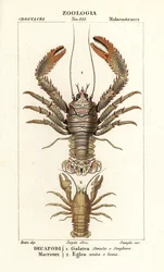 Aragosta squat, Galathea strigosa e Aegla laevis