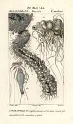 Medusa a corda, Apolemia uvaria (Stephanomia uvaria, Stefanomia grappolo)