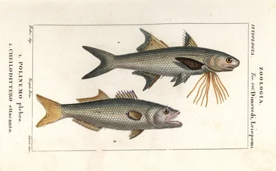 Threadfin striato e pesce azzurro
