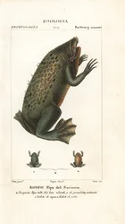 Rana di Suriname, Pipa pipa