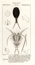 Gamberi girini