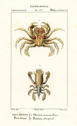 Granchio tigre e granchio rana