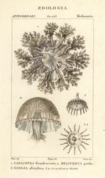 Medusa capovolta, Cassiopea frondosa 1, specie Melicertum 2 e polipo obelia 3