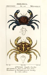 Granchio nuotatore vellutato e granchio nuotatore marmorizzato