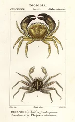 Granchio verrucoso e granchio piatto