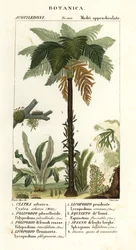 Felce arborea delle Indie Occidentali, Cyathea arborea, felce rampicante, Microgramma piloselloides, felce graziosa, Niphidium crassifolium, felce a nappa grossolana, Huperzia phlegmaria, licopodio a corna di cervo, Lycopodiella cernua, equiseto d