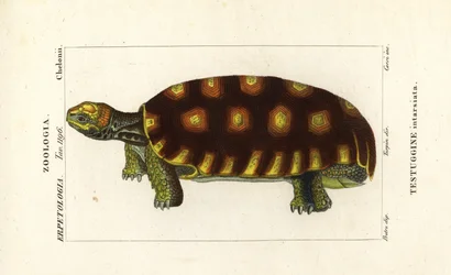 Tartaruga a piedi gialli o tartaruga gigante brasiliana, Chelonoidis denticulatus Testudo tabulata Testuginne intarsiata