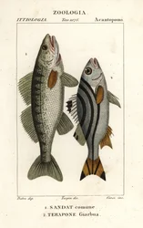 Lucio perca, Sander lucioperca 1, e jarbua terapon, Terapon jarbua 2