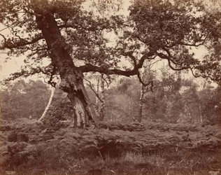 Studio di un albero, c. 1870 (foto)