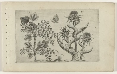 Ribes e cardo mariano