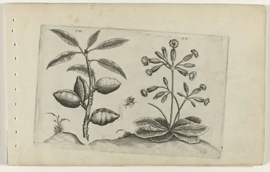 Mandorlo e primula