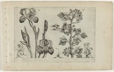 Iris barbato e biancospino corallino
