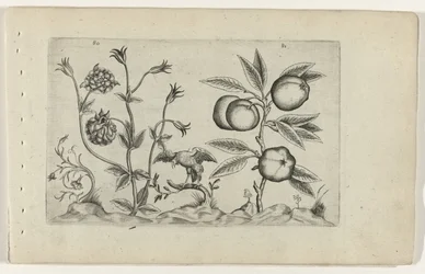 Aquilegia e mela