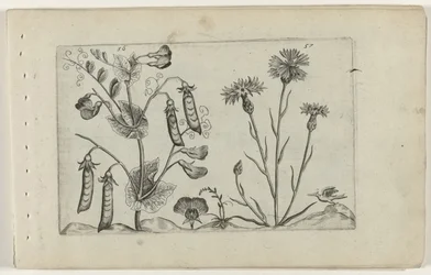 Pisello e fiordaliso
