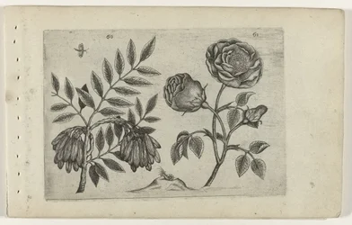 Es e rosa