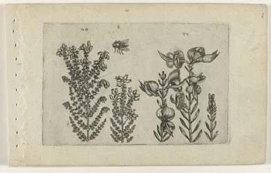 Erica comune e ginestra (serie Cognoscite lilia)