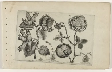 Nocciolo e rosa