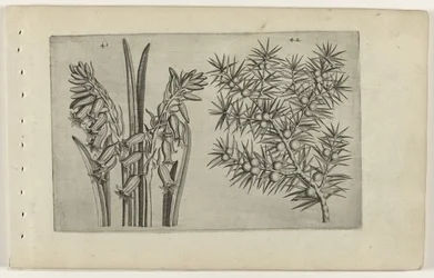 Giacinto e ginepro (Cognoscite lilia)