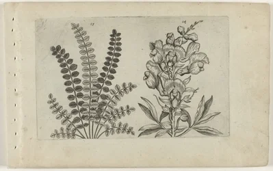 Piccola pimpinella e bocca di leone (serie Cognoscite lilia)