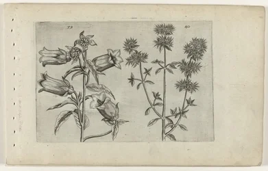 Campanula e maggiorana