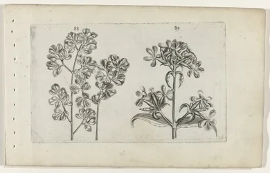 Felce murale e saponaria