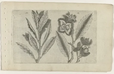Salvia e castagna dolce