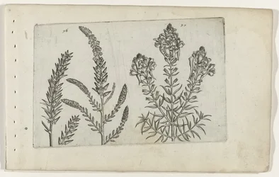 Tamerice e Linaria