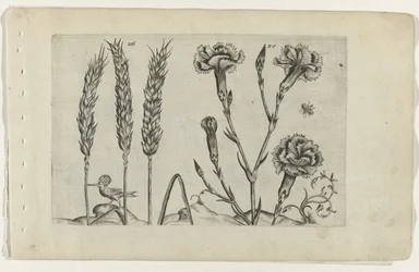 Grano e garofano