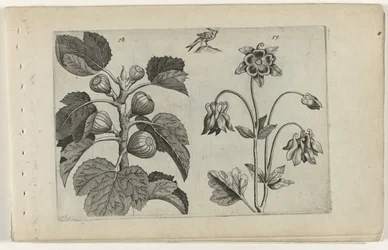 Fico e aquilegia selvatica