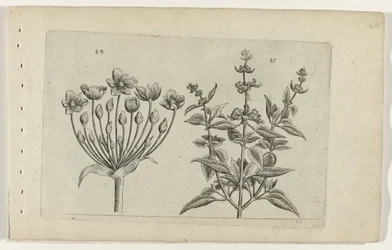 Fiore di cigno e salvia a piccoli fiori (serie Cognoscite lilia)