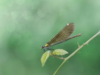 Delicata libellula appollaiata
