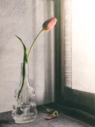 Tulipano rosa delicato