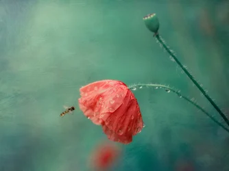 Fiore di papavero e sirfide