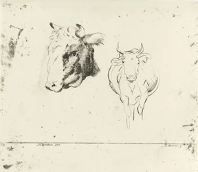 Foglio di studio con una testa di mucca e una mucca vista di fronte