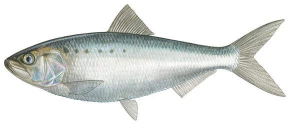 Aringa americana