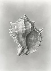 Studio di una conchiglia