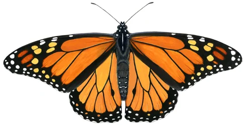 Farfalla monarca