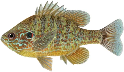 Pesce sole zucca