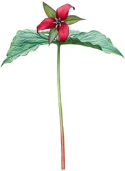 Trillium rosso
