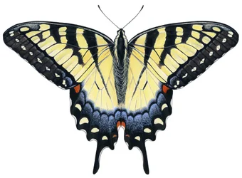 Farfalla Tiger Swallowtail