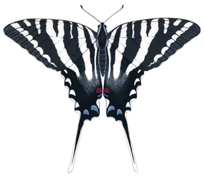 Farfalla Zebra Swallowtail