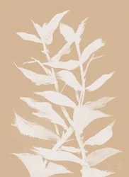 Erba