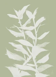 Erba