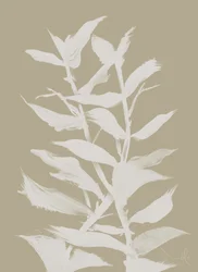 Erba