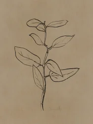 Piantina di eucalipto
